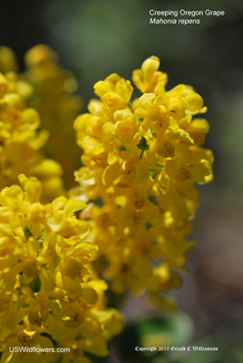 Mahonia repens