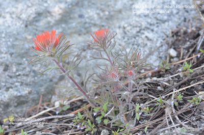 Castilleja covilleana