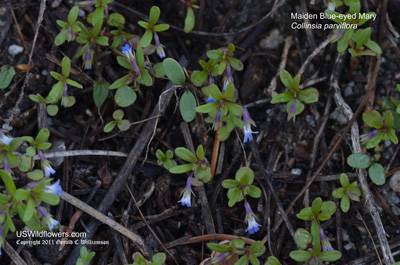 Collinsia parviflora