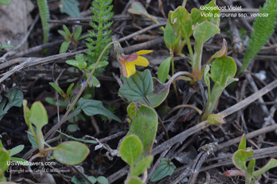 Viola purpurea