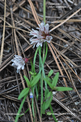 Allium simillimum