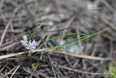 Allium simillimum