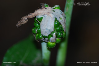 Arisaema triphyllum