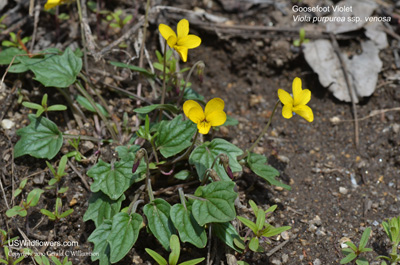 Viola purpurea