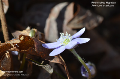 Anemone americana