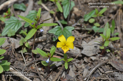 Collinsia parviflora