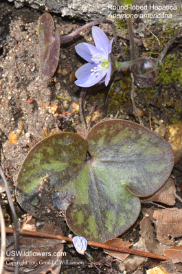 Anemone americana