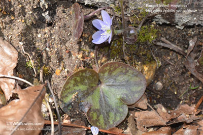 Anemone acutiloba