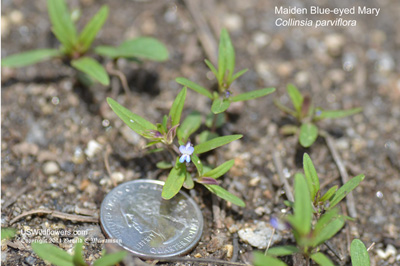 Collinsia parviflora