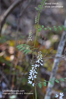 Vicia caroliniana