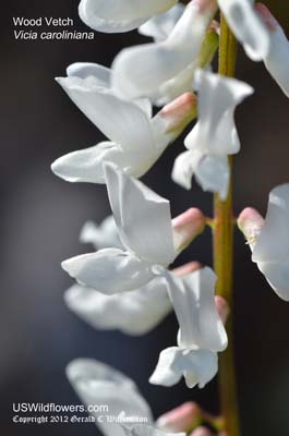 Vicia caroliniana