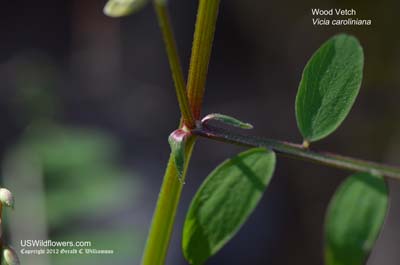 Vicia caroliniana