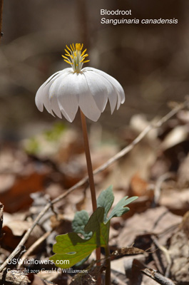 Sanguinaria canadensis