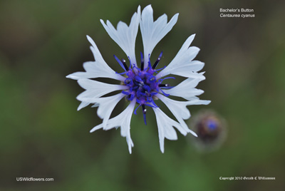 Centaurea cyanus