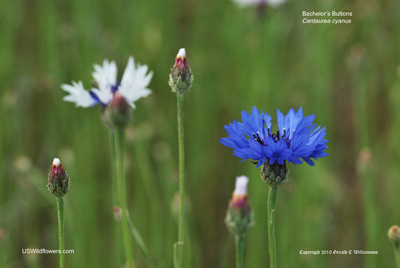 Centaurea cyanus