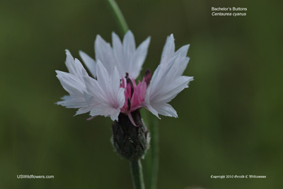 Centaurea cyanus