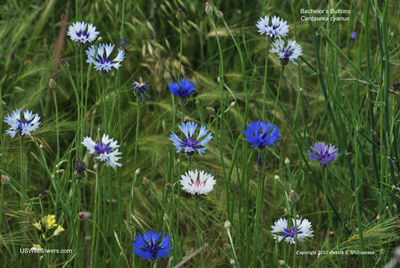 Centaurea cyanus