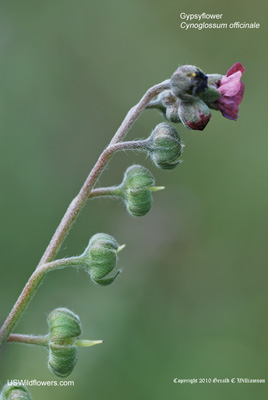 Cynoglossum officinale