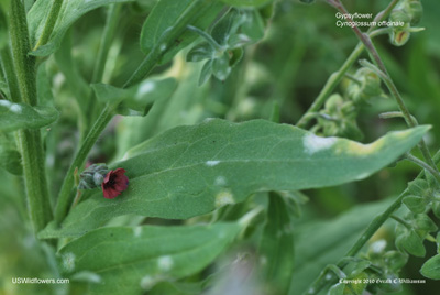 Cynoglossum officinale