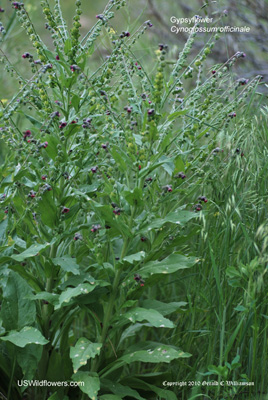 Cynoglossum officinale