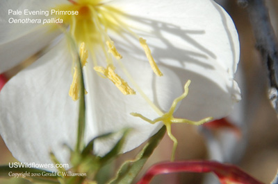 Oenothera pallida