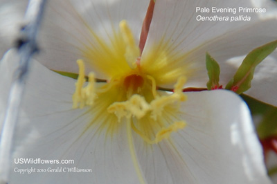 Oenothera pallida