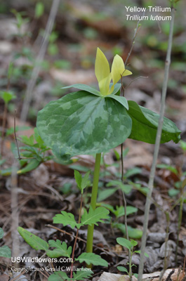 Trillium luteum