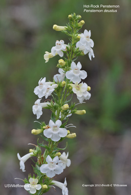 Penstemon deustus