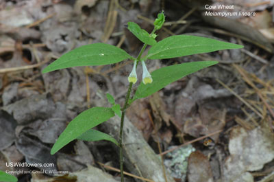 Melampyrum lineare