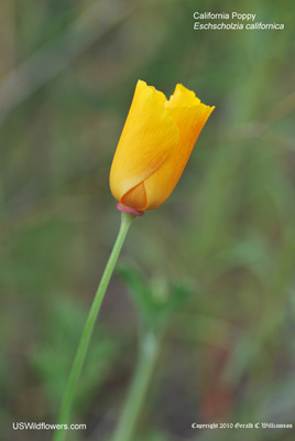 Eschscholzia californica