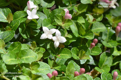 Mitchella repens