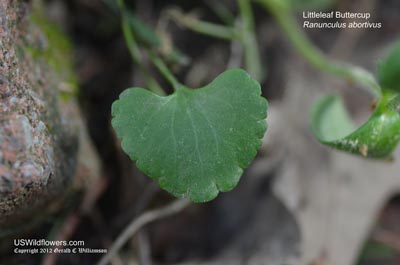 Ranunculus abortivus