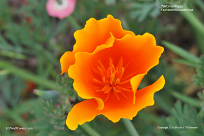 Eschscholzia californica