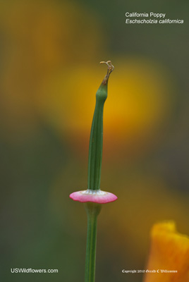 Eschscholzia californica