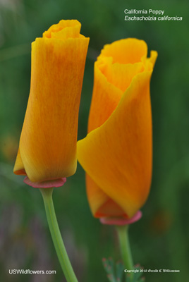 Eschscholzia californica