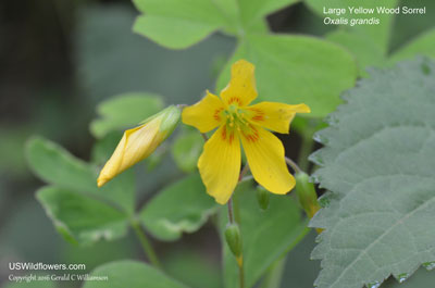 Oxalis grandis