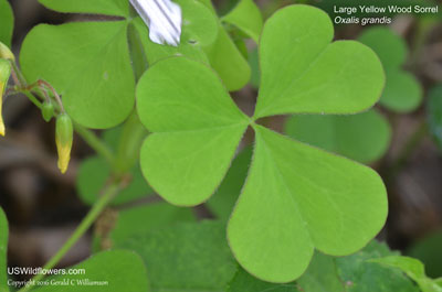 Oxalis grandis