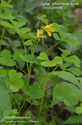 Oxalis grandis