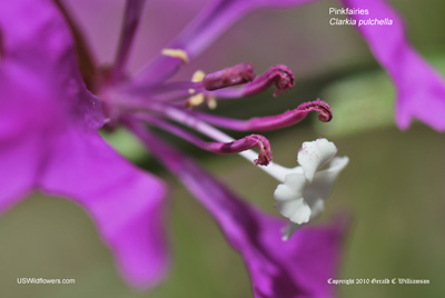 Clarkia pulchella