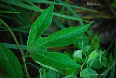 Passiflora incarnata