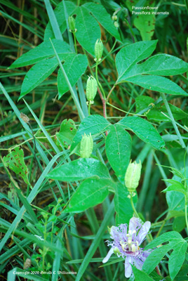 Passiflora incarnata