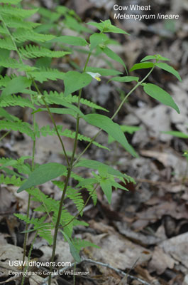 Melampyrum lineare