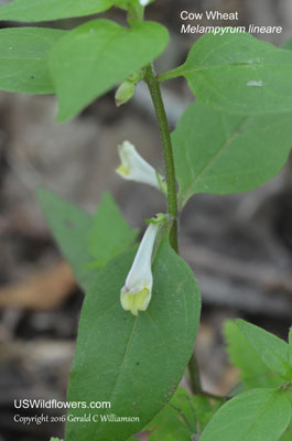 Melampyrum lineare