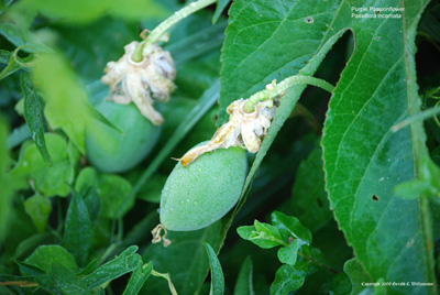 Passiflora incarnata