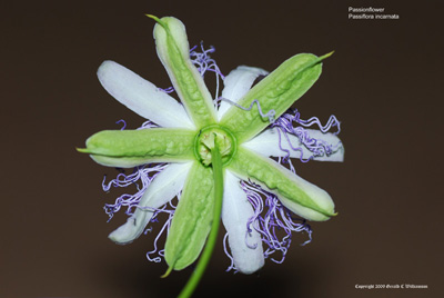 Passiflora incarnata