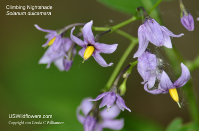 Solanum dulcamara