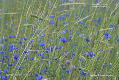 Centaurea cyanus