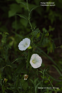 Calystegia sepium