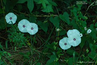 Ipomoea pandurata