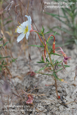 Oenothera pallida